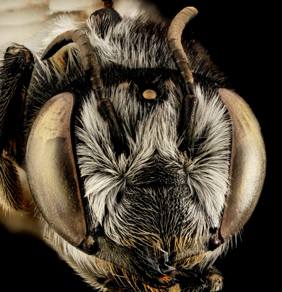 Megachile addenda, F, Face, NJ, Monmouth County 2014-04-25-13.39.38 ZS PMax