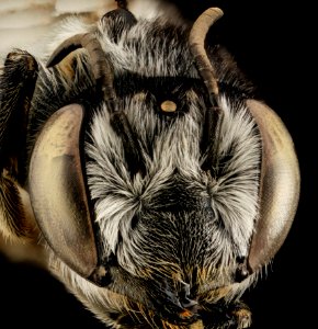 Megachile addenda, F, Face, NJ, Monmouth County 2014-04-25-13.39.38 ZS PMax photo