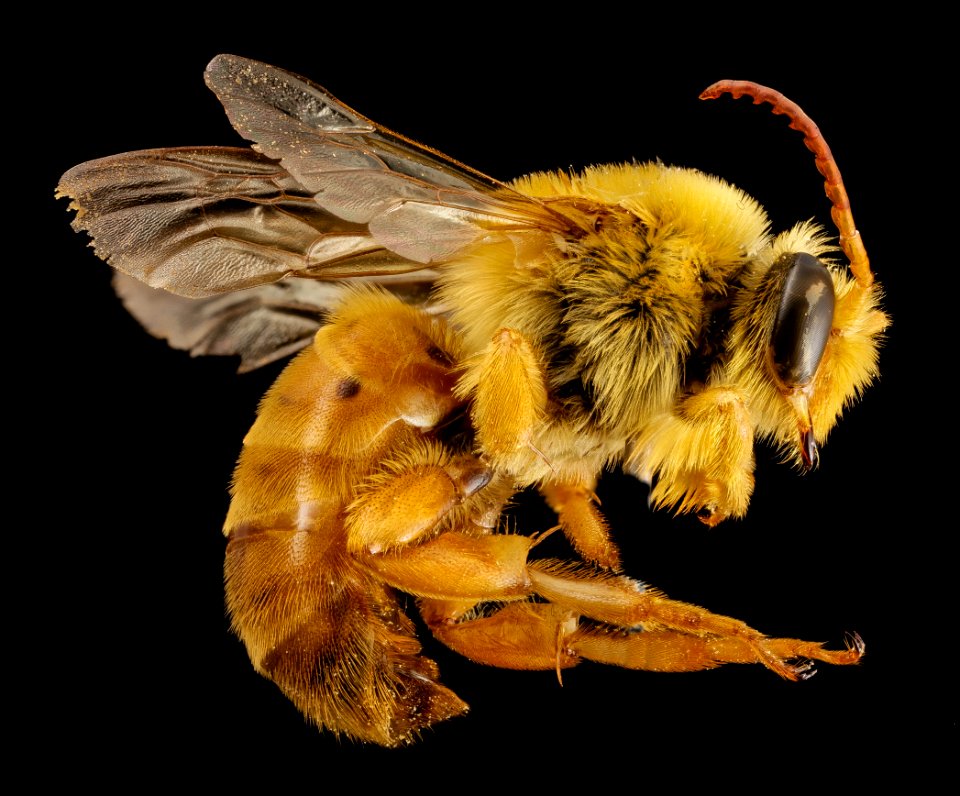 bee species cutout antennae, m, mexico, side 2014-08-08-11.56.28 ZS PMax photo