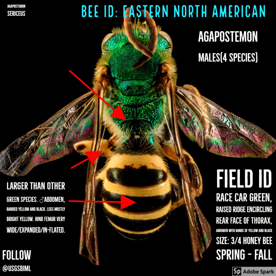 #Agapostemon Male ID Copy