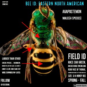 #Agapostemon Male ID Copy