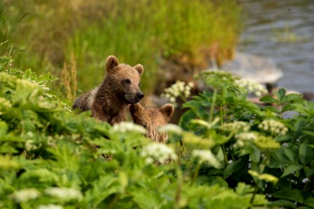 Kodiak bear
