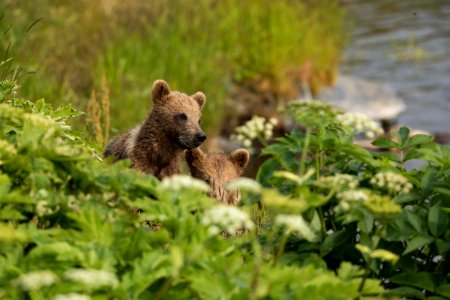 Kodiak bear photo