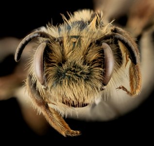 Andrena cuneilabris,F,Face, Humboldt Co,CA 2013-12-12-15.22.29 ZS PMax