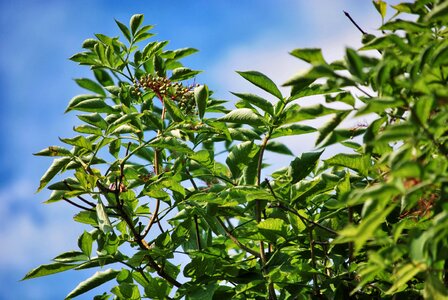 Branches foliage green