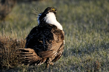 Bi-state sage-grouse in Nevada photo