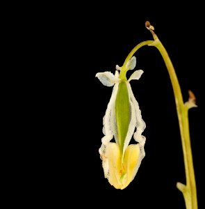 Dicentra cucullaria, Dutchman's breeches inside the corolla, Howard County, Md, Helen Lowe Metzman 2019-10-23-14.29.03 ZS PMax UDR