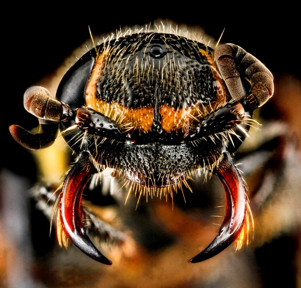 Myzinum maculatum, F, face, MD, Queen Anne, Chino Farms 2013-01-16-14.36.40 ZS PMax