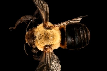Ptilothrix bombiformis, m, back, Pr. George's Co. Maryland 2016-06-16-18.57