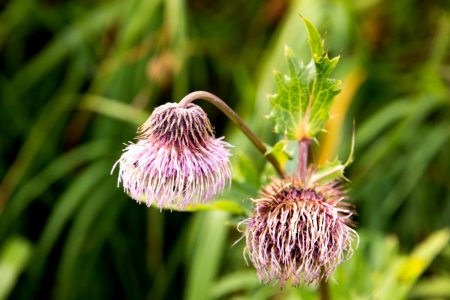Kamchatka thistle, Attu