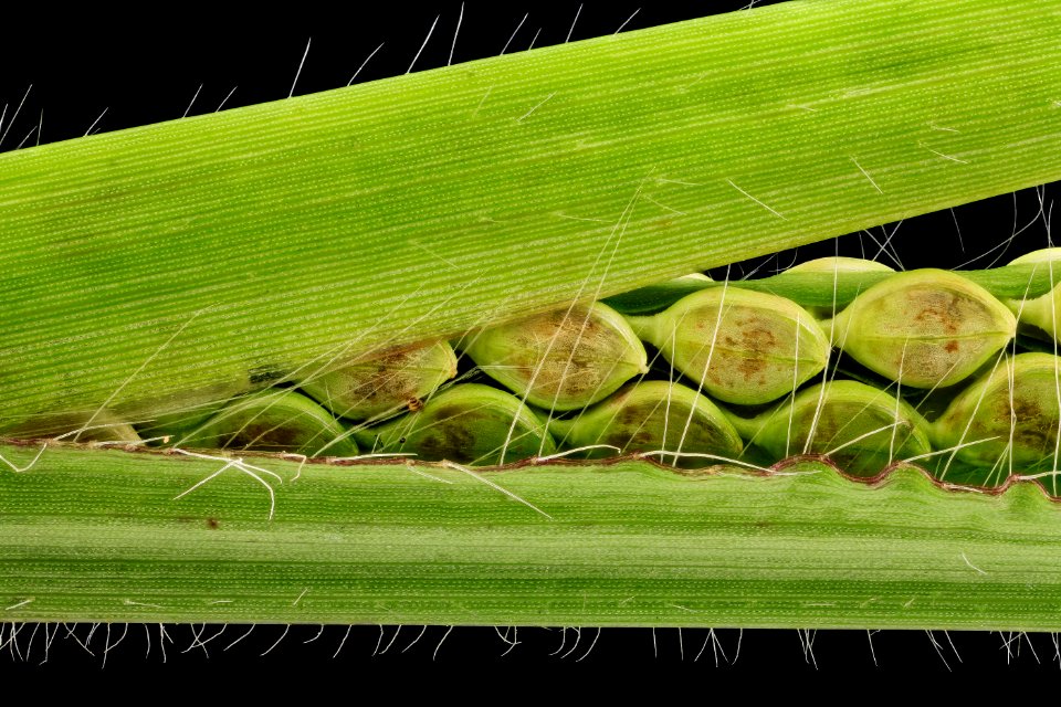 Paspalum species 1, MD, PG County 2013-08-20-12.23.29 ZS PMax