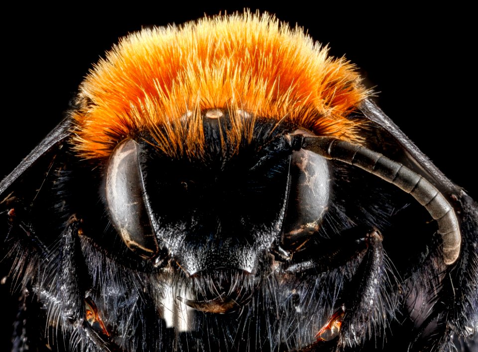 Melecta species, face, Park County, Wyoming, M 2013-01-22-14.34.02 ZS PMax