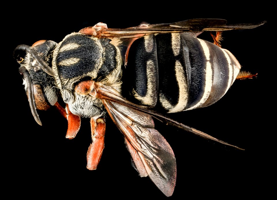 Triepeolis sp101, F, Back, MD, PG County 2013-07-15-16.56.51 ZS PMax