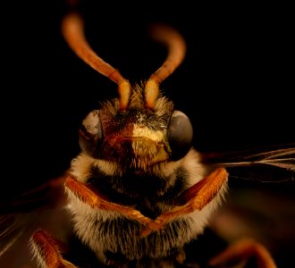 Nomada near pygmaea, gynandromorph, mandibles, A.A. Co., MD 2019-03-20-12.21.51 ZS PMax UDR