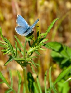 Mission Blue Butterfly-male photo