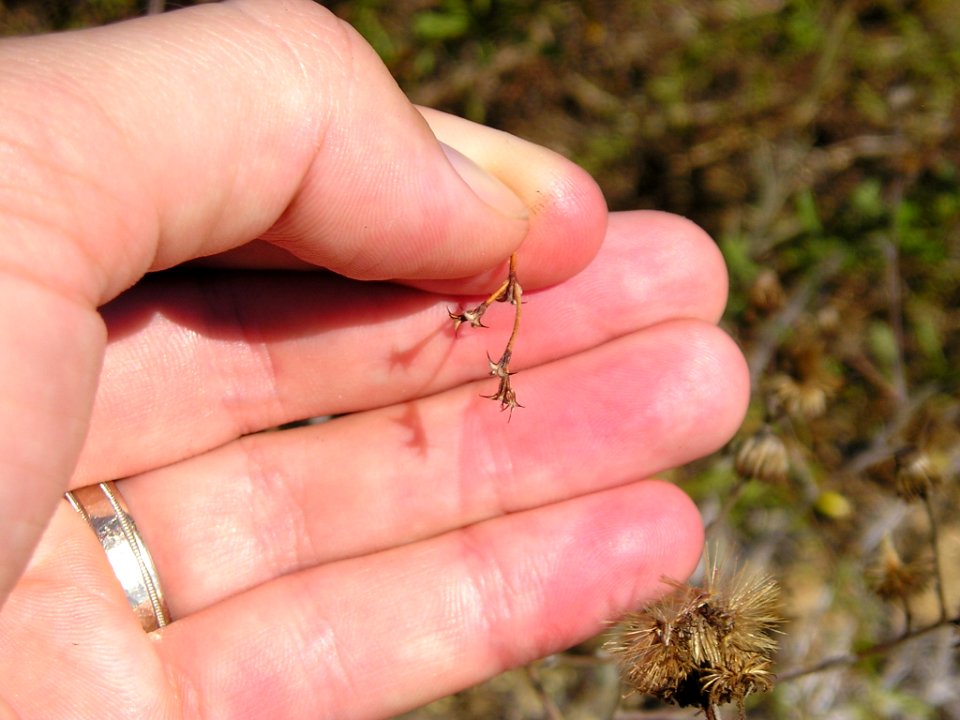 Orcutt's spineflower (Chorizanthe orcuttiana) skeleton is an endangered species photo