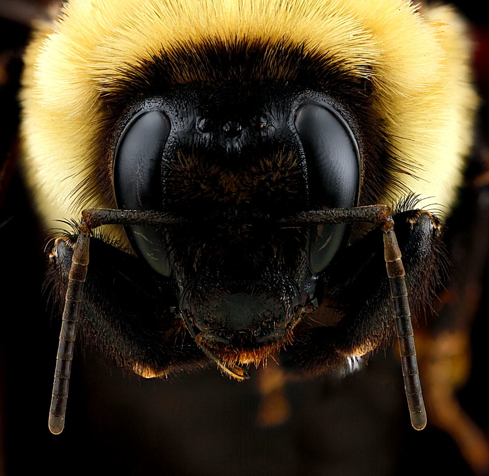 Bombus-griseocollis,-unkown,-face 2012-07-03-14.39.54-ZS-PMax photo