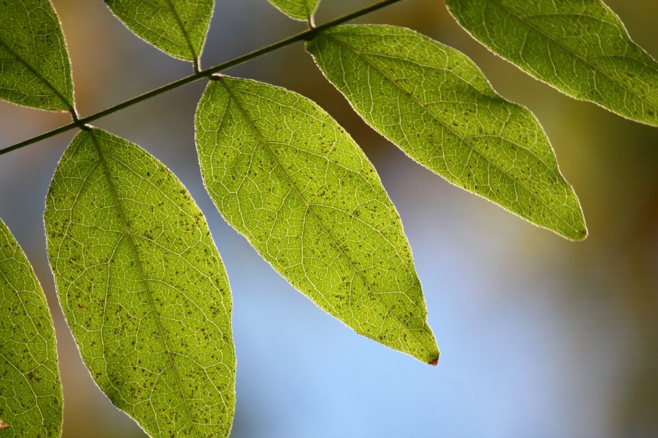 Natural wisteria leaf