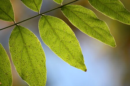 Natural wisteria leaf