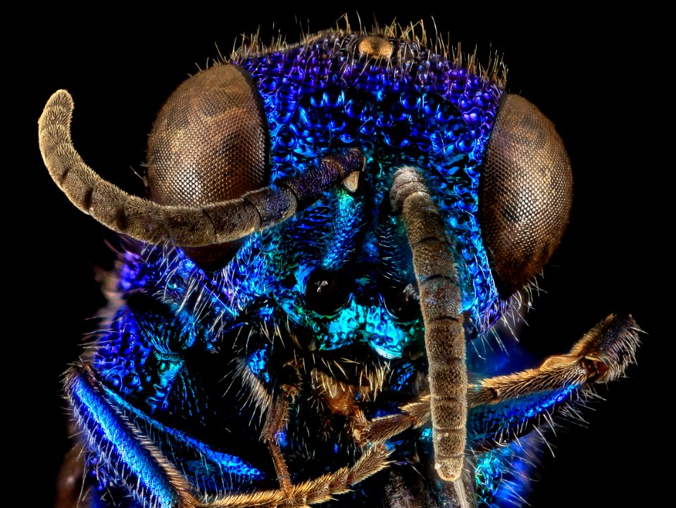 Chrysis pellucidula, U, Face, MD, Baltimore County 2014-03-07-18.26.36 ZS PMax-Recovered