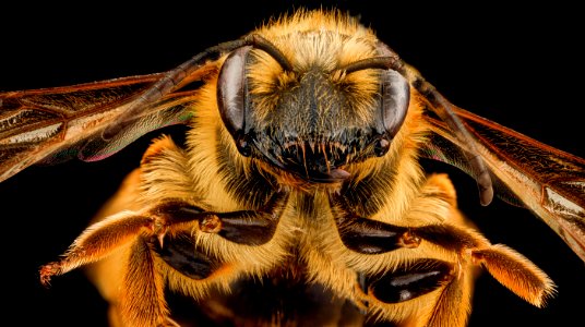 Andrena hilaris, F, face, Maryland, Anne Arundel County 2012-12-14-14.32.37 ZS PMax photo