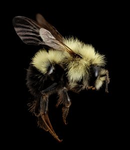 Bombus vagans, M, Side, NY, Franklin County 2014-07-02-09.20.41 ZS PMax