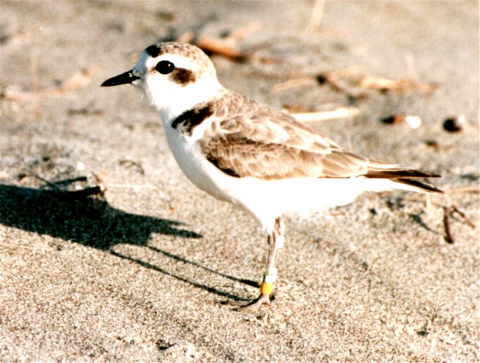 Western snowy plover