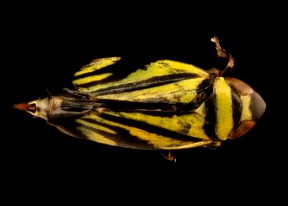 Leaf hopper, u, back, Prince George's Co., MD 2018-08-15-19.07.31 ZS PMax UDR