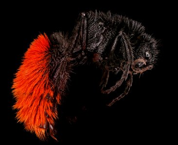 mutillid, f, right side, Millard county, Utah 2019-10-21-18.39.17 ZS PMax UDR