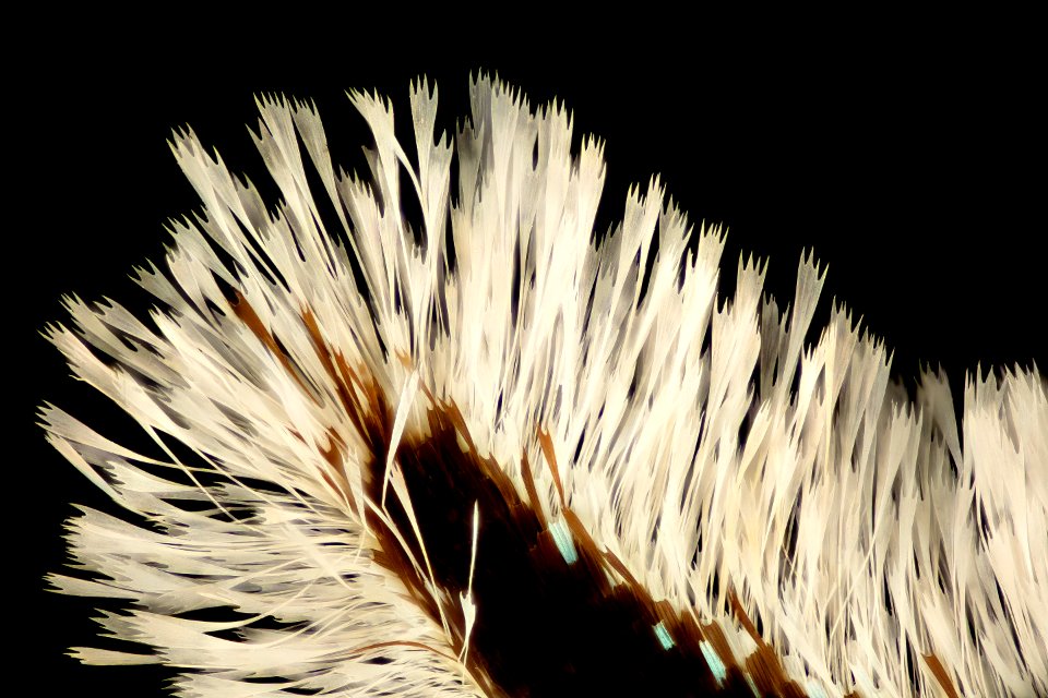 Urania ripheus, tails, madagascar 2016-02-24-18.33