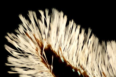 Urania ripheus, tails, madagascar 2016-02-24-18.33
