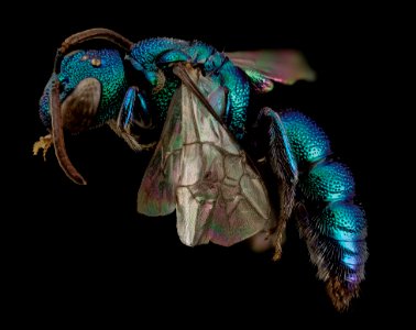 bee bright geeen, m, argentina, side 2014-08-07-17.43.37 ZS PMax photo
