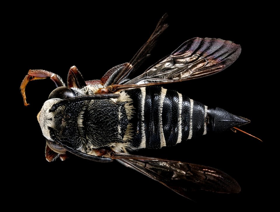 Coelioxys banksi, f, back, Mercer Co., NJ 2018-06-19-14.55