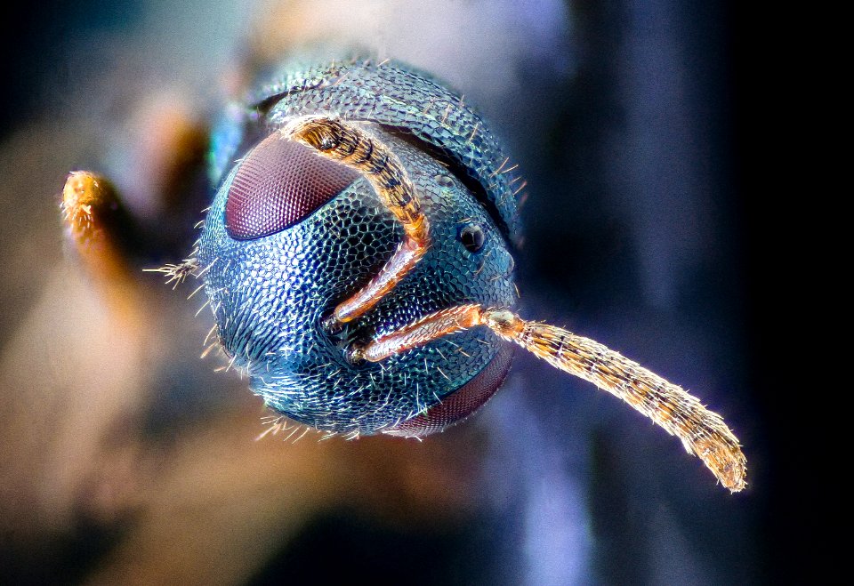 small wasp head maglev north tract 2020-09-16-15.34.56 ZS PMax UDR photo