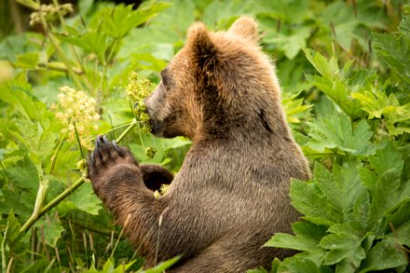 Kodiak bear