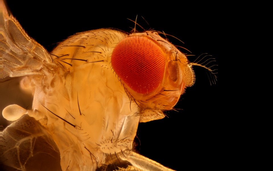 Unknown fly, Davidsonville, md, 10x 2018-06-01-15.59.19 ZS PMax UDR