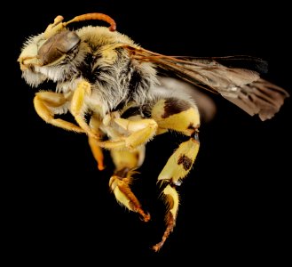 Meganomia sp, m, south africa, side 2014-10-11-18.12.03 ZS PMax