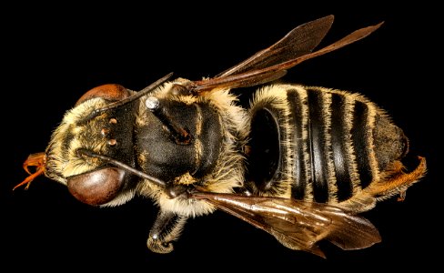 Megachile petulans, f, back, Charleston Co., SC 2017-04-07-18.43.59 ZS PMax UDR photo
