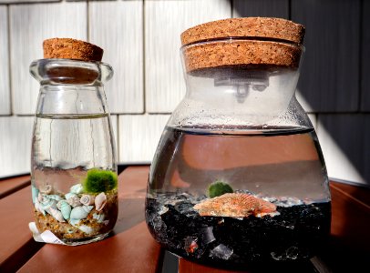 Decorative Moss Balls