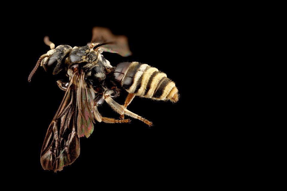 Paranomada velutina, m, arizona, side 2014-08-08-14.29.42 ZS PMax