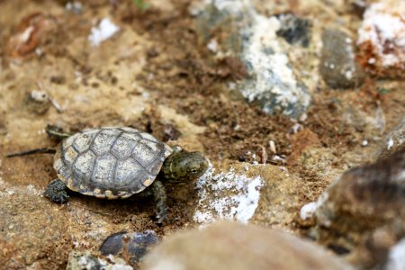 Release of Turtle