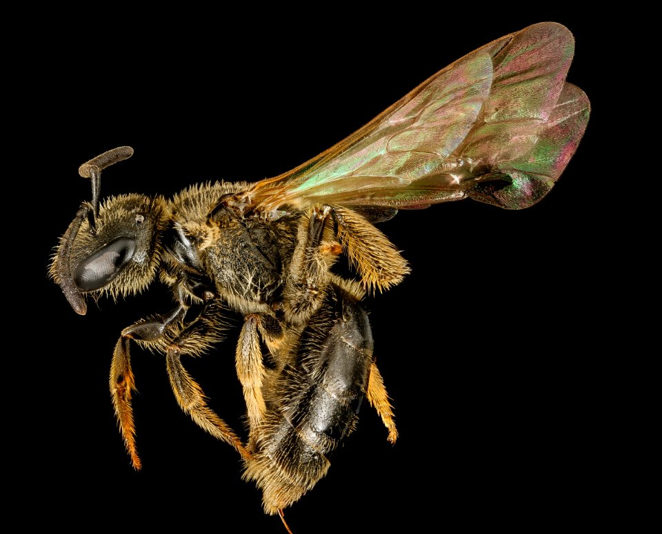 Lasioglossum seillean, F, side, New Hampshire, Coos County 2015-10-13-13.40