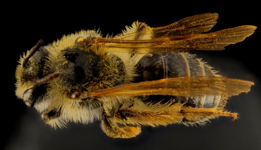 Andrena barbilabis, F, Back, PG Co, MD 2014-02-05-10.58.17 ZS PMax photo