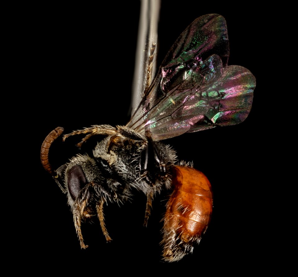 Sphecodes species, F, Side, HI, Maui County 2014-08-22-18.48