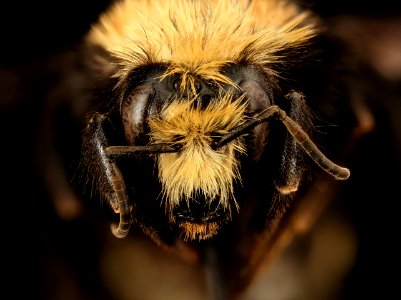 Bombus vandykei, f, face, Mariposa CA 2017-08-02-13.52