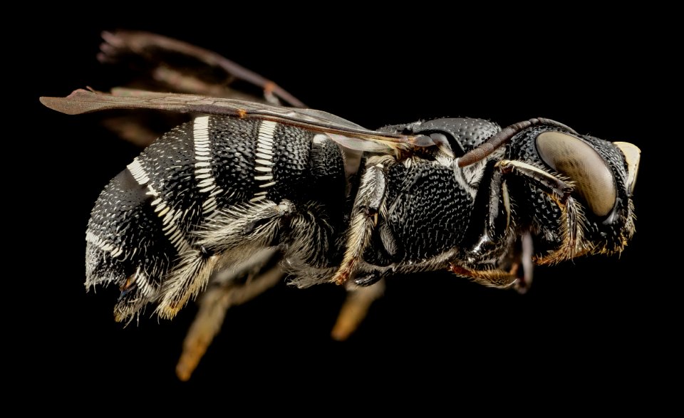 Ceratina moerenhouti, side, kenya 2014-08-28-17.49.21 ZS PMax
