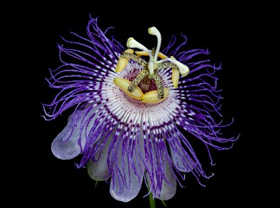 Passiflora incarnata, Passionflower, Howard County, Md., Helen Lowe Metzman 2019-10-23-19.36.09 ZS PMax UDR