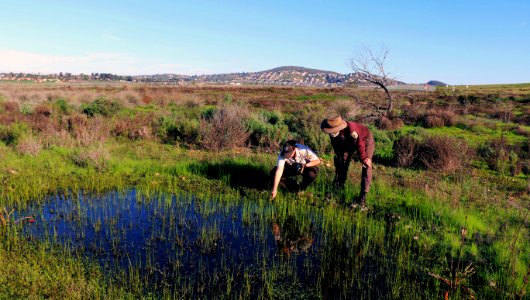 Looking for endangered San Diego Fairy Shrimp in vernal pools. photo