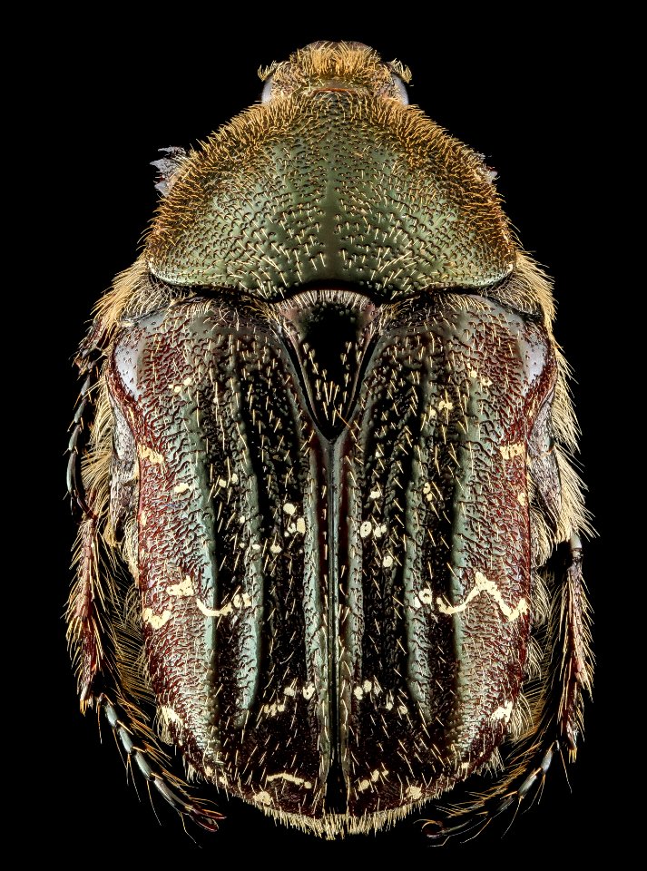 Beetle 1, 2013-09-11-11.17.20 ZS PMax photo