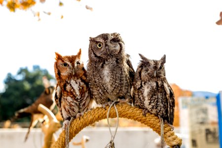 Screech owls